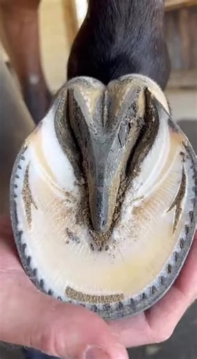 Ultra-realistic vertical 9:16 macro-style video of a severely cracked horse hoof being professionally treated by an experienced farrier in a bright, hygienic stable with soft natural daylight. Seconds 0–9 (Fast-paced / time-lapse): Highly satisfying, step-by-step professional repair process, all actions clearly visible: – Close-up reveal of a deep, dramatic hoof crack with dirt buildup – Farrier gently lifting and stabilizing the horse’s leg – Cleaning debris from the crack using a hoof pick – B