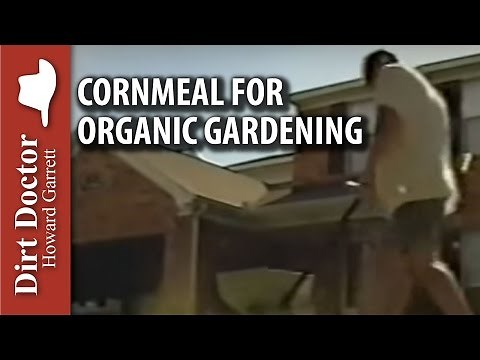 Cornmeal for Organic Gardening - The Dirt Doctor