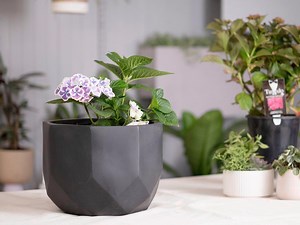 How To Maintain Healthy Hydrangeas - Bunnings Australia