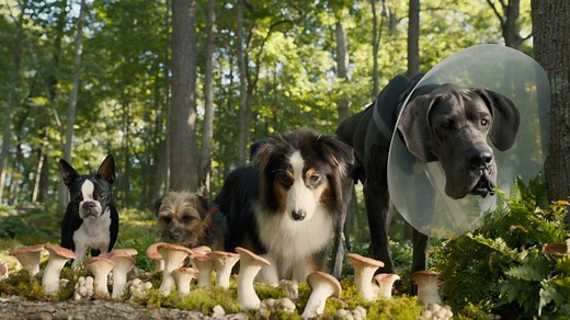 Strays (2023) - Where to Watch