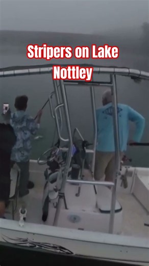 Fishing for striped bass on Lake Nottely, Blairsville, Georgia