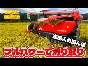 Kubota DR6130クボタの6条130馬力コンバインで刈り取りSTAR🏃