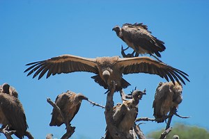 New animal die-off event kills over 600 vultures: What caused their deaths?