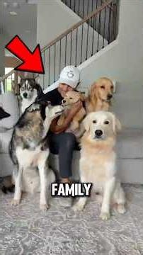 Top 5 Dog Breeds That Make The Perfect Family Companion 🐶❤️