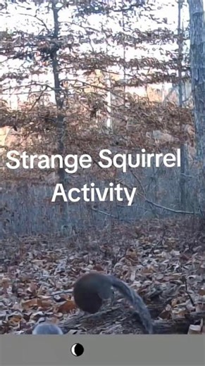 Strange squirrel activity.