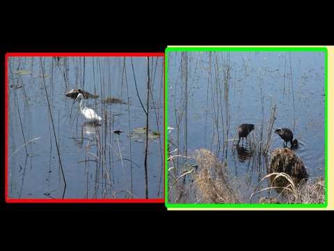The Differences and the Similarities Between Snowy Egrets and Glossy Ibises.