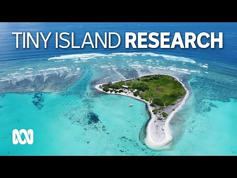 Coral bleaching study off One Tree Island notes widespread damage, worst in 20 years | ABC Australia