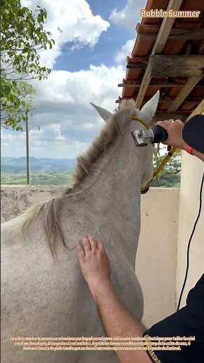 Soins équins : tonte électrique de la crinière d'un cheval