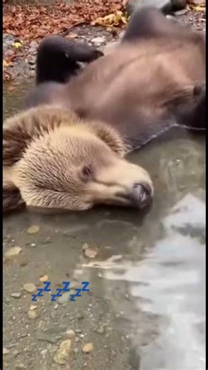 Bear falls asleep in a river #shorts #viralshorts