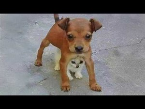 When Cats and Dogs Protect Each Other!
