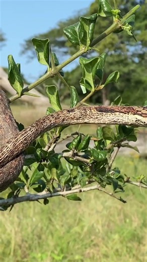 Don't mistake this snake