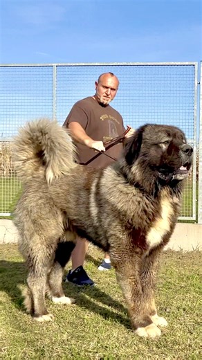 The powerful bark of a large dog is awe-inspiring #sound #dog #jozodogs #big #dogs #pets #pet #bigdog | Jozo Dogs