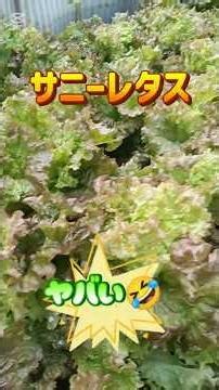 サニーレタス #家庭菜園 #庭作業 栽培 #再生栽培 【米ぬか肥料】