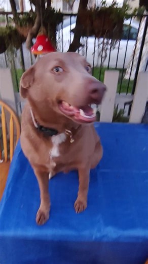 ❌❌ I Found My Boom Box #dogshorts #deer #funnydog #funnypet