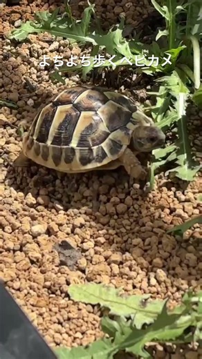 よちよち歩くリクガメベビー🐢👶