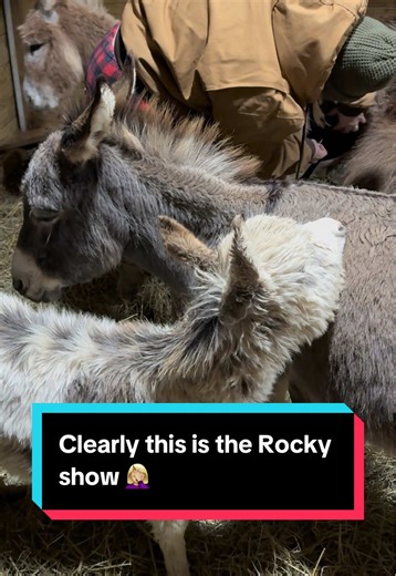 Rocky the Donkey Steals the Show on the Farm