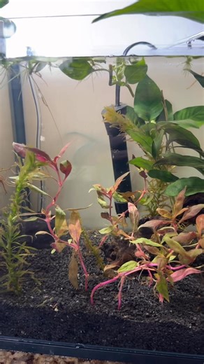 Aquariums and fish tanks set ups for beginners and advanced aquarists | Why are my planted plants dying | Facebook