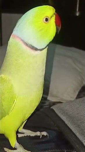 Indian parrot Mimicry on the top##@@