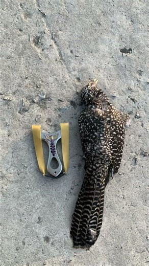 mở hàng em bông 😍 #slingshot #xh