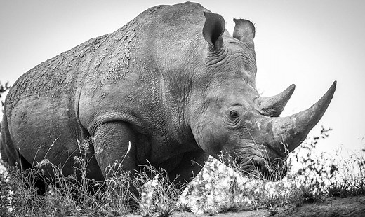 The Hunt for the Horn: Why Are Rhinos Poached? | Rhino Africa Blog