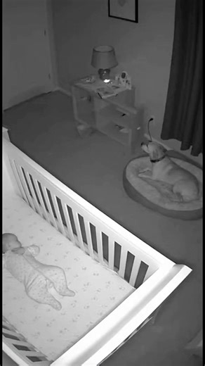 Real Baby Monitor Footage #doghero #babymonitor #reallife #cctvfootage #petsavesfamily #dogalert #shortvideo #realfootage | Василина Сінькевич