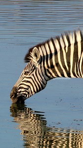 Zebra Drinking Water Wincent uBLYS #wildlife #nature #zebra | HAWI Studios