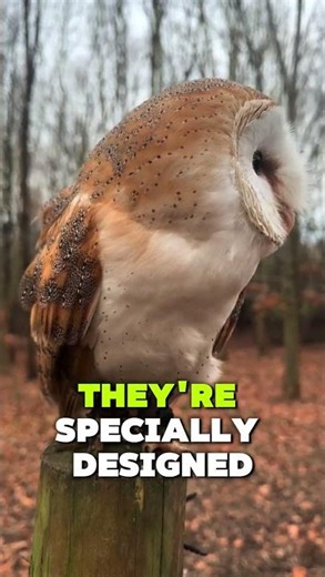 Owls Look Completely Different Without Feathers!