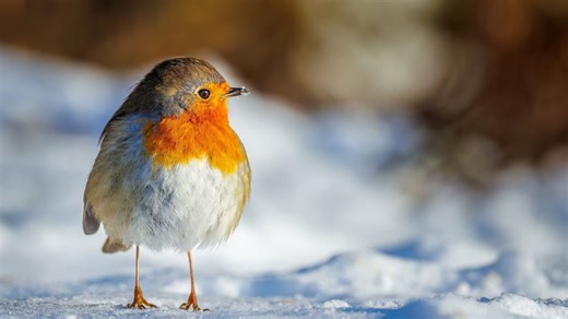 Les rouges-gorges afflueront dans votre jardin s’ils y trouvent cette collation cet hiver