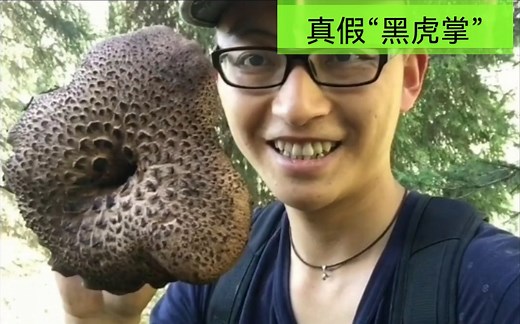 真假“黑虎掌”，这种著名野生食用菌，也叫“鹿茸菇”、“獐子菌”，学名：翘鳞肉齿菌