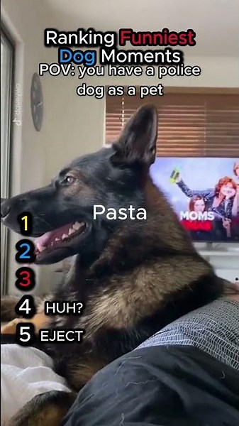 Ranking These Funny Dog Moments #funny #dogs #pets #shorts
