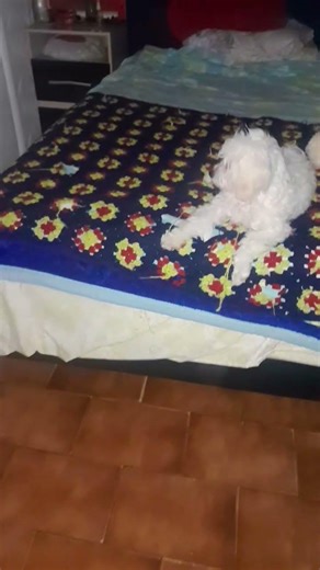 MY LITTLE LEE 👉🏻💔💔❤️💖💖🐶🫂🐩