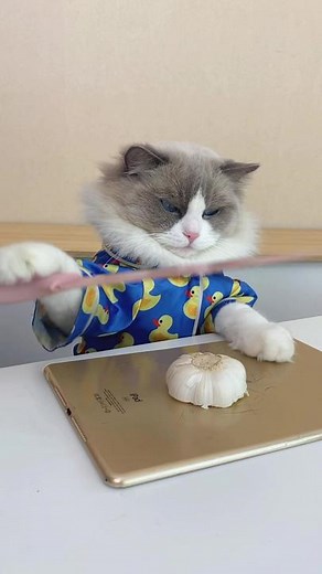 Some beautiful and fun kitchen hacks/fails you don't want to miss 😂 #thatlilttlepuff #puffknowsbetter #Thatlittlepuff