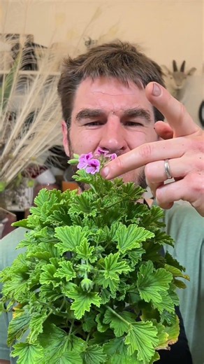 Wenn dich die Mücken nerven #pflanze #sommer #tips #florist #garten #tiere #mücken