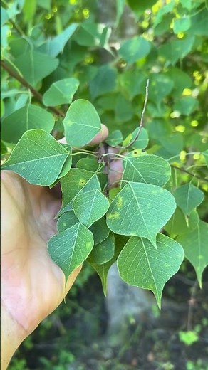 Chinese tallow tree (Triadica sebifera) re-sprouts from roots. Mgmt article in desc #invasiveplants