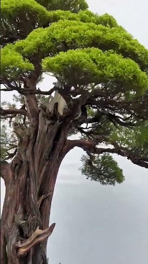 The cypress tree has an old, gnarled trunk and leaves that are a refreshing green.