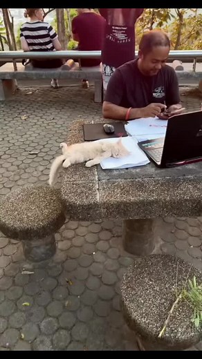Funny Cats Sleeping in Unusual Places