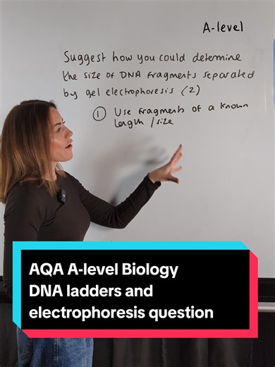 AQA A-level Biology - DNA ladders and electrophoresis question #lauradoesbiology #myedspace #biology #alevels #erc