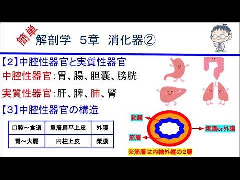簡単解剖学 ５章 消化器②(中腔性器官と実質性器官)