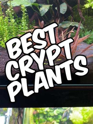 Easy Types Of Cryptocoryne For Low-Tech Planted Aquariums (No CO₂ Needed)! Here are some of the best Cryptocoryne (crypt) plants you can grow in a freshwater planted aquarium, whether you’re a beginner or a seasoned aquascaper. Crypts are fantastic because they’re hardy, low-maintenance, and come in a wide range of shapes, sizes, and colors that can completely change the look of your tank. If you want a reliable all-round plant, Cryptocoryne wendtii is one of the easiest and most forgiving optio