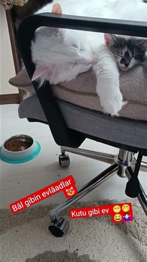 Çok sevdik Câanlarım #ailem #aile #canımailem #kedi 🐈🐈‍⬛