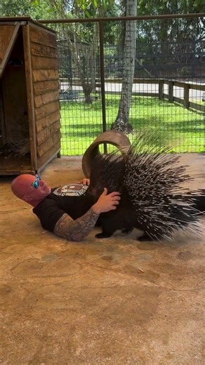 Look At How Gentle this Porcupine Is!