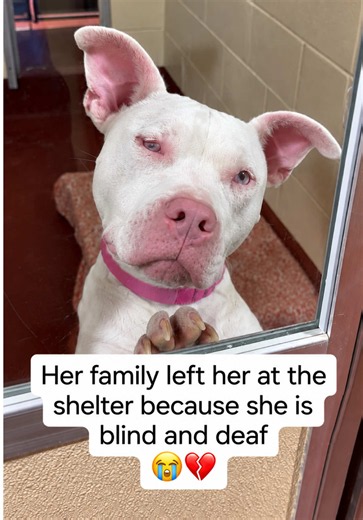 ⬇️ READ HER STORY ⬇️ The other day, I was told there was a dog at the shelter who was deaf and blind, and that she was an owner surrender. Sugar is only 1 and a half years old. Her family surrendered her because they said they couldn’t handle her because she is blind and deaf. But then, I found out they had her for an entire year, since she was just a five-month-old puppy…🥺 I don’t know what suddenly changed or why they could no longer keep her. All I know is that now, Sugar is heartbroken and 