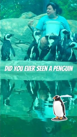 Penguin dance kibbomers preschool winter🐧song