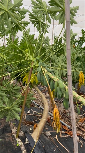 3 comments | 驚‼️ 木瓜怎麼都倒了？ 來到了適合木瓜二次矮化的季節，趁陽光沒那麼烈，這時候施作木瓜老株矮化最合適了 這是一門技術跟學問啊 #木瓜 #網室木瓜 #屏東伴手禮 #冬天該有的樣子 #青農 #台農2號 #屏東特產 #營養 #大武山 #搞笑 #矮化 #颱風 #能力 #技術 #水果禮盒 | 瓜果浩克 | Facebook