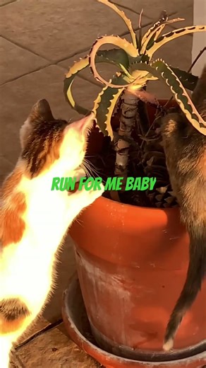 RUN TO YOU BABY #viralvideo #viralvideo #viralvideo #viralvideo