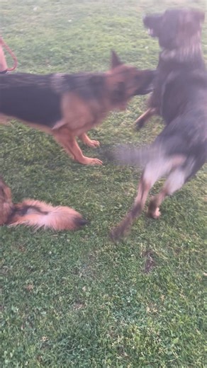 Female German shepherd putting male in check for bad behavior #germanshepherd #dogshorts #trending