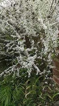 March 29, 2026 - I tried singing "Chikuma River - Searching for Happiness" by Hiroshi Itsuki, and...
