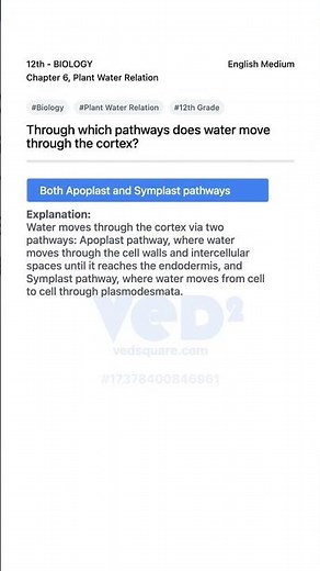 Water Pathways in Plant Cortex Explained