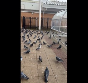 Large flock of stationary pigeons gathers on the ground in Manchester, UK