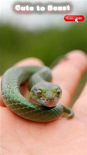 American Wolf: From Pet to Predator 🇺🇸 | Wildlife Transformation #shorts #viral #reels #fyp